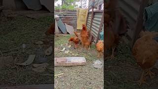 desi murgi palanfreerangechickens junglefowl redjunglefowlsound goviral support subscribe [upl. by Almap]