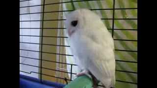 White Screech Owl  Leucistic or Albino Update to White Owl  Leucistic Baby Screech Owlquot [upl. by Oznohpla]