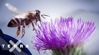 10 Fakten über Bienen  Superzeitlupe [upl. by Nay]