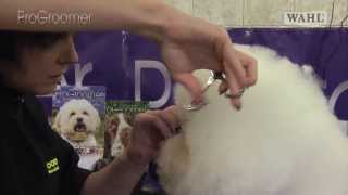 Grooming Guide  Bichon Frisé Show or Competition Trim  Pro Groomer [upl. by Ching954]