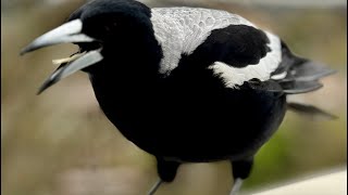 Caring for Magpies and Cockatoos at Birds amp Co of Australia [upl. by Eneles]