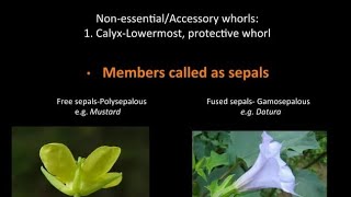 Polysepalous and Gamosepalous Flowers  Calyx  Sepals  NEET 11th CBSE BIOLOGY [upl. by Ikey]