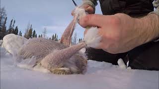 Call of the Willow Ptarmigan [upl. by Nivets]