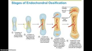 Ossification Steps [upl. by Laaspere]