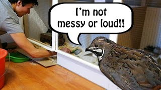 Are Quails Loud and Messy Pets [upl. by Agamemnon]