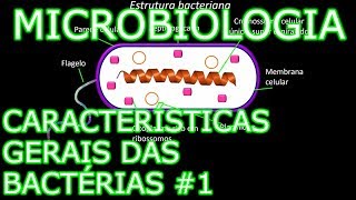 Aula Microbiologia Médica 4  Características Gerais das Bactérias 1 [upl. by Asikal943]