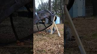 squirrel trap homemade [upl. by Martainn]