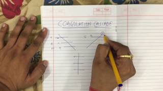 SIMPLEST coagulation cascade in less than 1 min [upl. by Quenby]