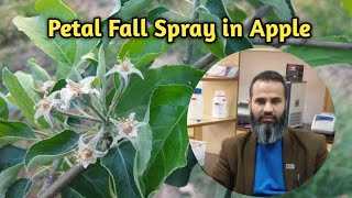 Petal Fall spray on Apple  Dr Tariq Rasool  Scientist Plant Pathology  SKUASTK  HortiKashmir [upl. by Ellinnet]