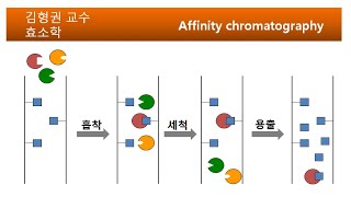 Affinity chromatography [upl. by Frankhouse288]