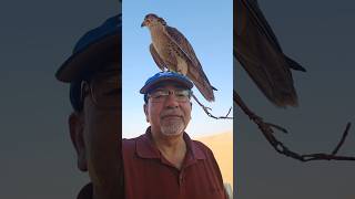 Falcon Experience in Dubai dubai falcon travel world [upl. by Nolham950]