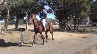 Pacing Standardbred Race Horse at Sulphur Springs Kick Off Trail Ride [upl. by Alegnave817]