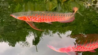 Beautiful amp Rare Arowana Fish in Nature  Amazing Super Red Arowana Tank [upl. by Mahgirb]