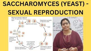 SACCHAROMYCES YEAST  SEXUAL REPRODUCTION [upl. by Jeth920]