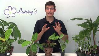 How To Grow Philodendron  Growing Guide [upl. by Massingill]