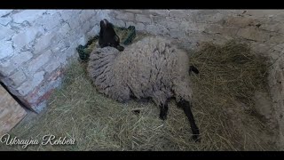 Romanov🐑Koyunumuzun Kuzulama Anı  ikiz 🧿 lambing  Birth of Romanov lamb  twins  ᴴᴰ [upl. by Anilegnave969]