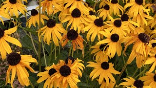 In Bloom amp Dead Head quotBlack Eyed Susanquot Goldsturm Rudbeckia 4K  August 21 [upl. by Kimber603]