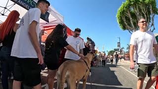 Cash 20 Great Dane at the Granada Hills street fair 2023 7 of 10 [upl. by Nemhauser]