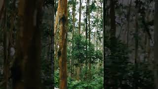 otty farest rojwoodytshort treestory nature music animals long travel sandelwood planet [upl. by Ploss167]