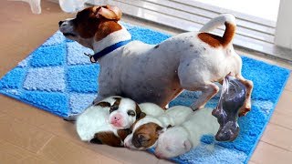 Mommy Jack Russell Dog Giving Birth To 5 Cute Puppies [upl. by Inus79]