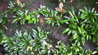 Bucephalandra sp from Sanggau Utara1 [upl. by Edlun]