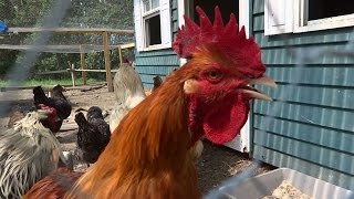 Roosters CROWING LOUDLY A Great Morning Alarm Wake Up Call [upl. by Bartolemo72]