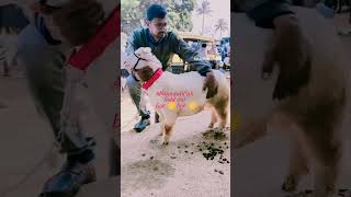 Sold out sheeps animals tagaru sheepfarming youtubeshorts views trendingviralreels [upl. by Ocirne680]