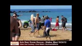 Axis Deer Ocean Rescue Maui video use courtesy Chris Walsh [upl. by Nnylarac]