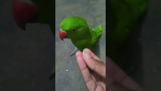 parrot birds pablo funny talkingparro petparrot [upl. by Airb]