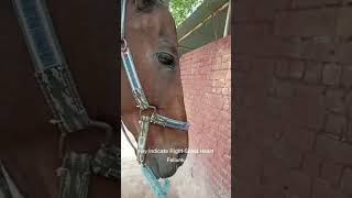 jugular pulsation in Horseextension Equineveterinaryservices [upl. by Asssilem]