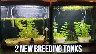 Two New Breeding Tanks [upl. by Torrell]