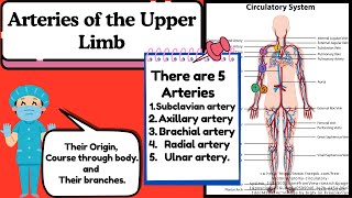 Arteries of the Upper Limb Explained Easy  Anatomy of Upper Limb by Novice Medic [upl. by Alissa414]