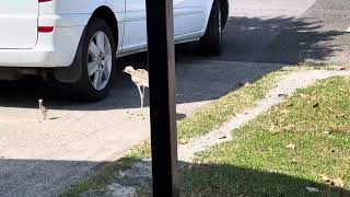 2 Stone Curlew chicks with parents [upl. by Boyd]