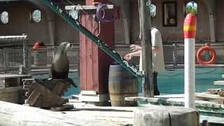 The Sealion Show Flamingo Land Zoo Malton North Yorkshire [upl. by Enitsuj643]