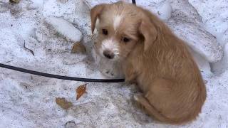 Stray puppy was abandoned in the snow to die shivering all over with a pitiful look in its eyes [upl. by Shelba]