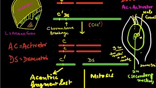 TransposonsTransposable genetic elements [upl. by Buffum]