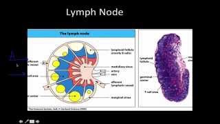 Immunology Primary and Secondary lymphoid Tissue [upl. by Gulick15]