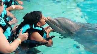 Swim with Dolphins in Punta Cana [upl. by Mazurek]