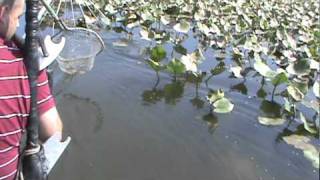 Electroshocking  Electrofishing for Potomac River Snakeheads 4 [upl. by Dean]