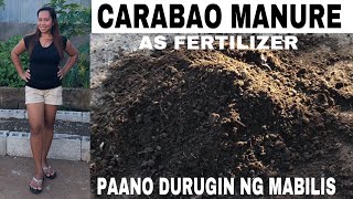 EASY WAY NG PAGDUROG NG TAE NG KALABAWPAANO MAGDUROG NG CARABAO MANUREORGANIC PLANTS FERTILIZER [upl. by Vachil696]