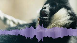 WhiteCheeked Gibbons Singing [upl. by Nilorac891]