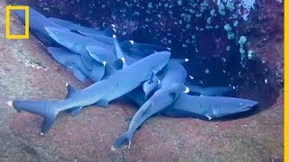 ¿Duermen los TIBURONES Mira estas SORPRENDENTES IMÁGENES de la COSTA de MÉXICO  NatGeo en Español [upl. by Amaris]