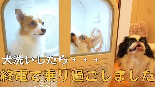 【大切なお知らせ有り】多頭飼いに画期的な犬洗いの方法を試したら愛犬が泥酔おじさんになりました [upl. by Okomom659]