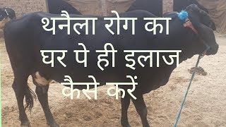 गायभैंस में थनैला रोग का घर पे ही इलाज कैसे करें  How to cure the mastitis in cowbuffalo at home [upl. by Eam715]