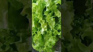 checkout my hydroponically grown lettucekratkyhydroponics thankyouforwatching [upl. by Bishop]