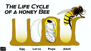 The Life Cycle of a Honey Bee  The First 21 Days of Honey Bees Life [upl. by Carmelo]