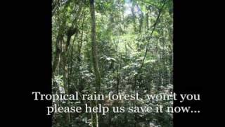 The Rain Forest Song [upl. by Napas]