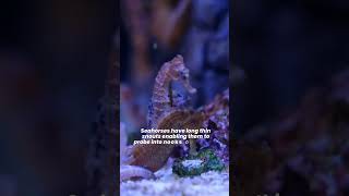 Are Seahorse Considered Fish or a Mammal Seahorse Facts Videos [upl. by Hwu]