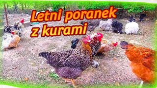 KurnikDróbOzdobny Leniwy piątek z kurami 🐓🐔🐤 [upl. by Onirefes660]