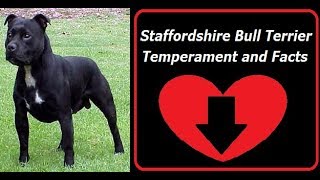 Staffordshire Bull Terrier Temperament and Facts [upl. by Fulviah]